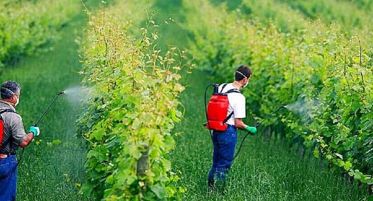 16 Ekim Dünya Gıda Günü: Sağlıklı gıda için çözüm dayanışma