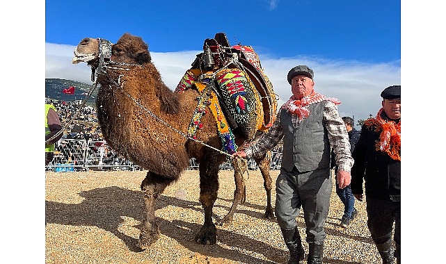 Kemalpaşa, geleneksel deve güreşi festivali'yle reklendi