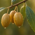 İğdenin Faydaları Nelerdir?