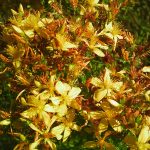 Sarı Kantaron Yağı Faydaları Nelerdir? Sarı Kantaron Yağı Ne İşe Yarar?