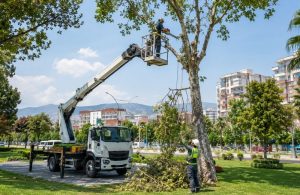 Peyzaj ve Ağaç Budama İşlerinde Sepetli Vinç Çözümleri